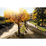 Stihl cordless sweeper KGA 770 / without battery and charger